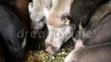 饲喂食用猪母猪和家<strong>猪猪</strong>猪，猪的麦秸呈粉红色和黑色